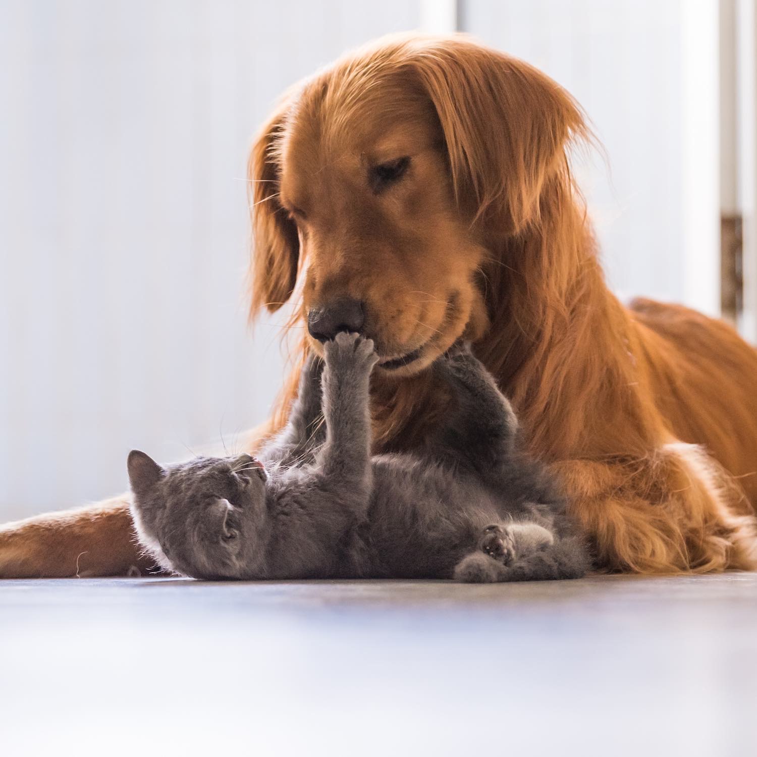 pharmacie-des-corsaires-Produits vétérinaires